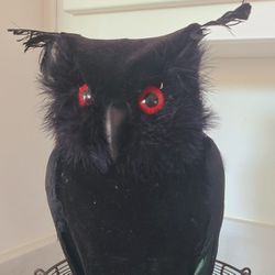 Large Black Owl Prop With Feathers 15"x8"