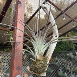Sun Loving Airplant On Hanging Driftwood 