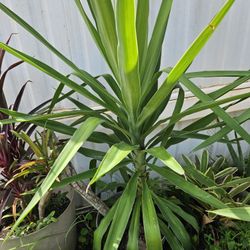 PALMAS PARA DECORACIÓN 