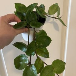 Hoya Chelsea House Plants 