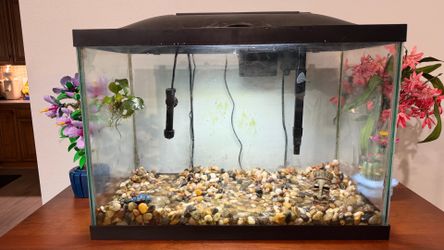 20 gal fish tank set up