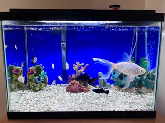 20 gallon fish tank with accessories