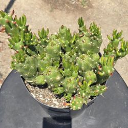 Austrocylindropuntia subulata Plant, commonly known as Eve's pin cactus or Eve's needle. 