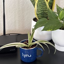 Spider plant with indoor mug