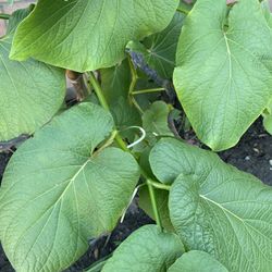 Hoja Santa Plant $3/ Holy Leaves 50 Cent