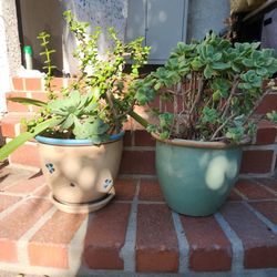 Pair (2) small/medium ceramic pots with aeonium, amaryllis and elephant bush
