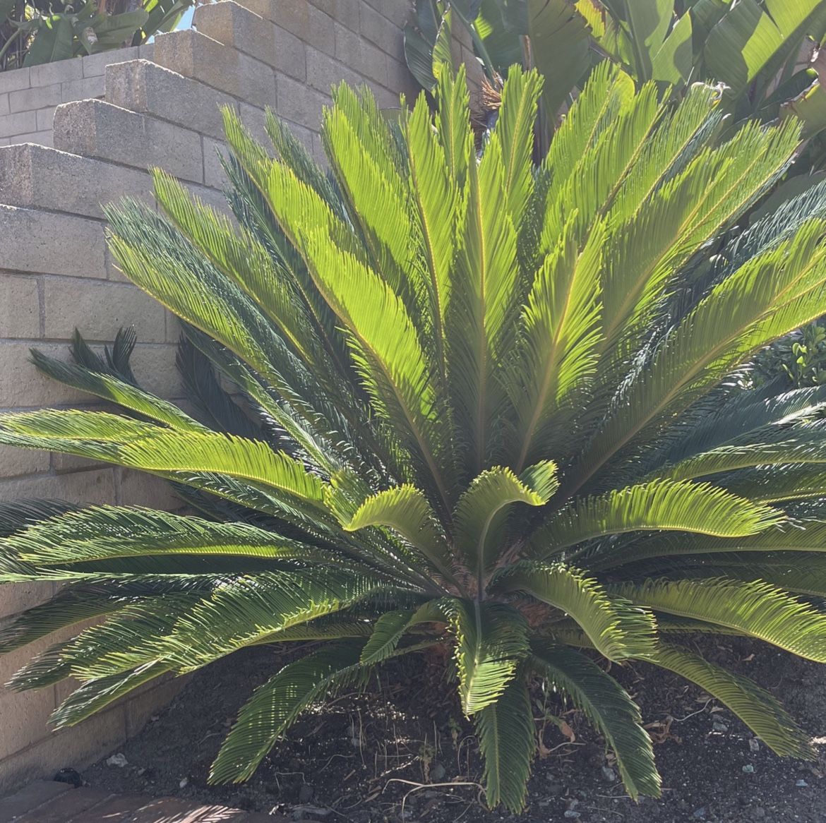 Sego Palm Tree Yard Decoration