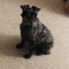 Bellatrix