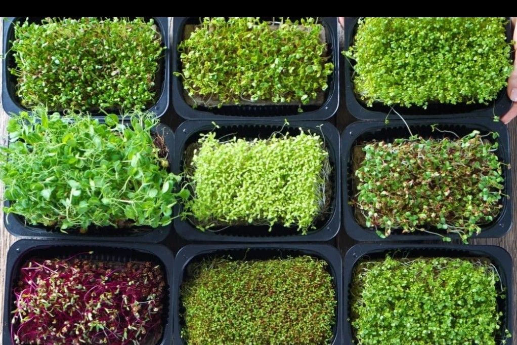 Spring Garden Microgreens! Ready To Eat In Days!