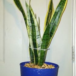 Sanseveria Laurenti Plant 