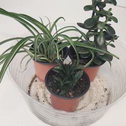 Plant Bundle 