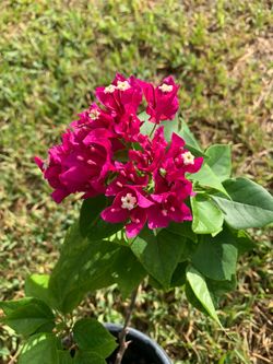 Bougainvillea Plant in Pot