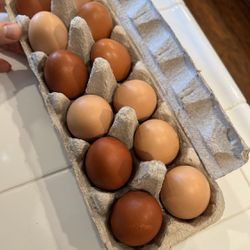 Fresh Eggs One Dozen
