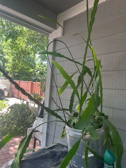 Nopalitos, decorativo