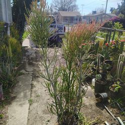 Fire stick euphoria pencil tree succulent plant