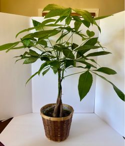 Braided money tree in 8” woven pot