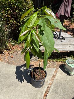 Avocado Tree