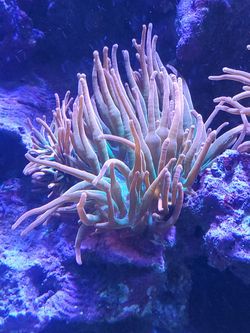 Rose bubble tip anenome