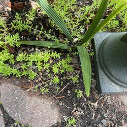 Sable Minor Palm Cold Hardy And Will Not Die Back