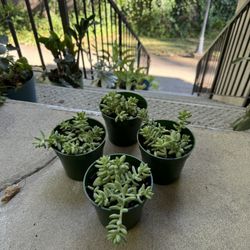 donkey tail succulent