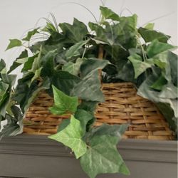 Silk Plant In Basket.  Large