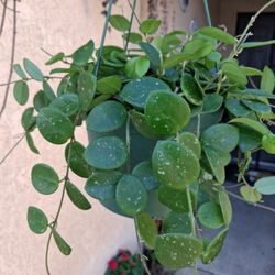 RARE Large  Hoya Matilde Splash Plant $65