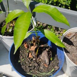 Healthy Pineapple Pleasure Mango Tree Sappling