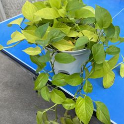 Pothos Neon Plant 