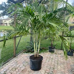 Christmas palm, adonidia merrillii (15g triple)