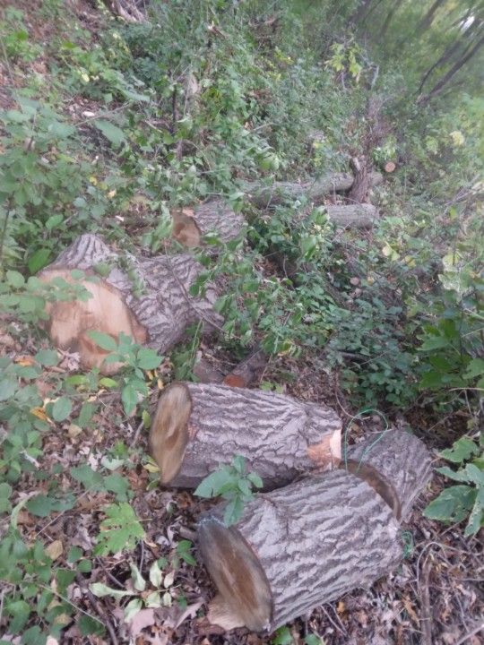 Firewood