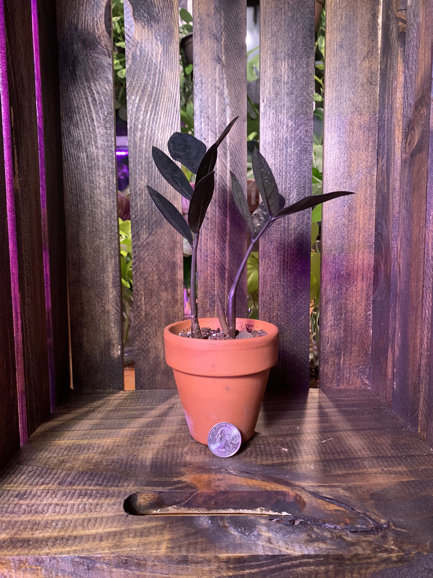 Small Black Raven ZZ plant in 3” pot