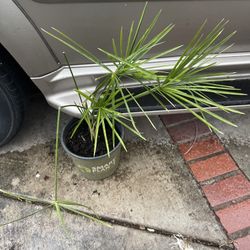 Plant For Pound