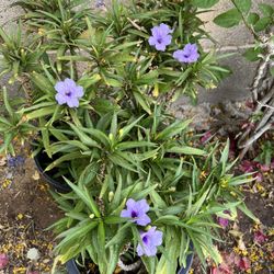 5 Gal Mexican Petunia 