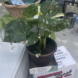 Albo Variegata Monstera