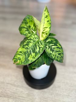 Homalomena Camouflage plant