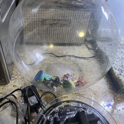 Fish Tank Betta Setup