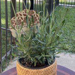 Lavender Plant $15