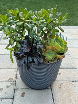 Assorted Succulent Plants