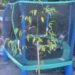 Mexican CAPULIN CHERRY TREE