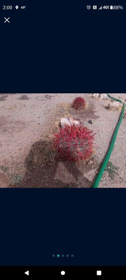 Fire Barrel Cactus Large