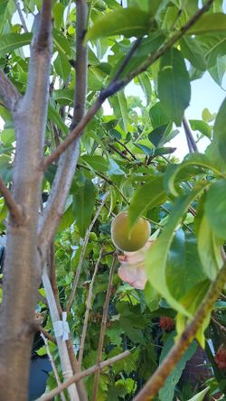 Fruiting peach 🍑 tree 🌳