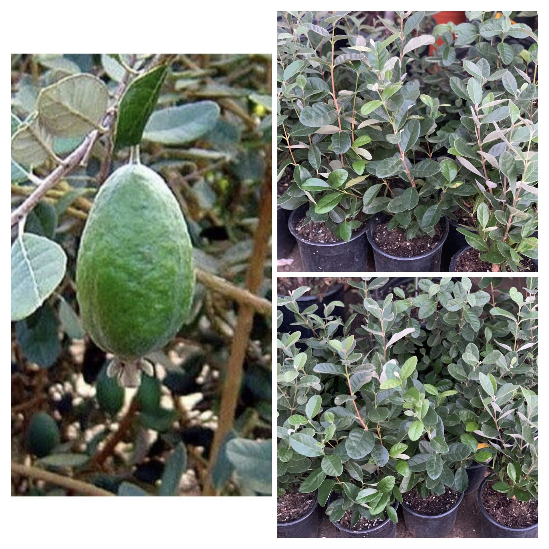 $25 Feijoa Sellowiana Pineapple Guava Live Fruit Tree Plant Bush Shrub One Gallon Pot approximately 1 to 2 ft tall