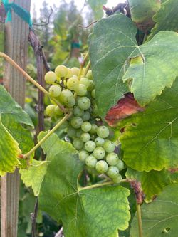 Grape Vines- Strawberry Plants- Blueberry Plants- Boysenberry Plants- Gooseberry Plants - Currant Berry Plants- Marionberry Plants- Blackberry Plants