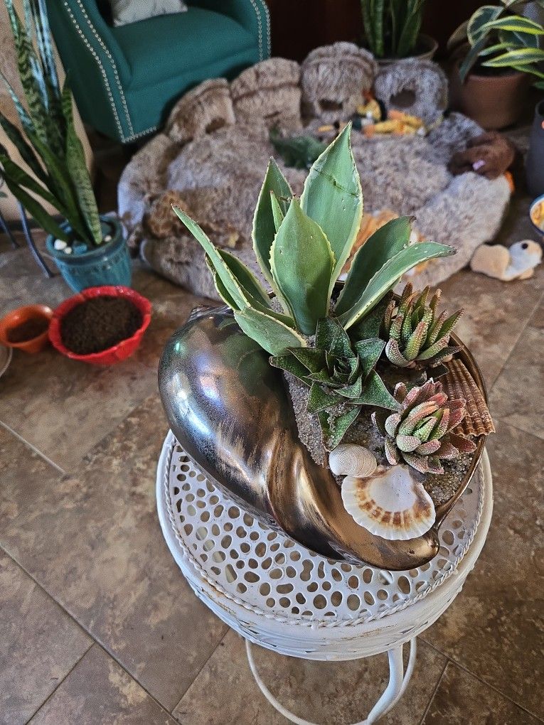 Agave And Interesting Aloe Plants In Gorgeous Bronze Ceramic Shell Pot