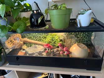 SNAKE TANK WITH SNAKE