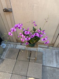 Big Dendrobium orchid in 6” pot