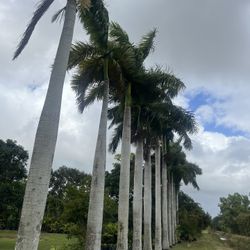 Royal Palms 20ft 