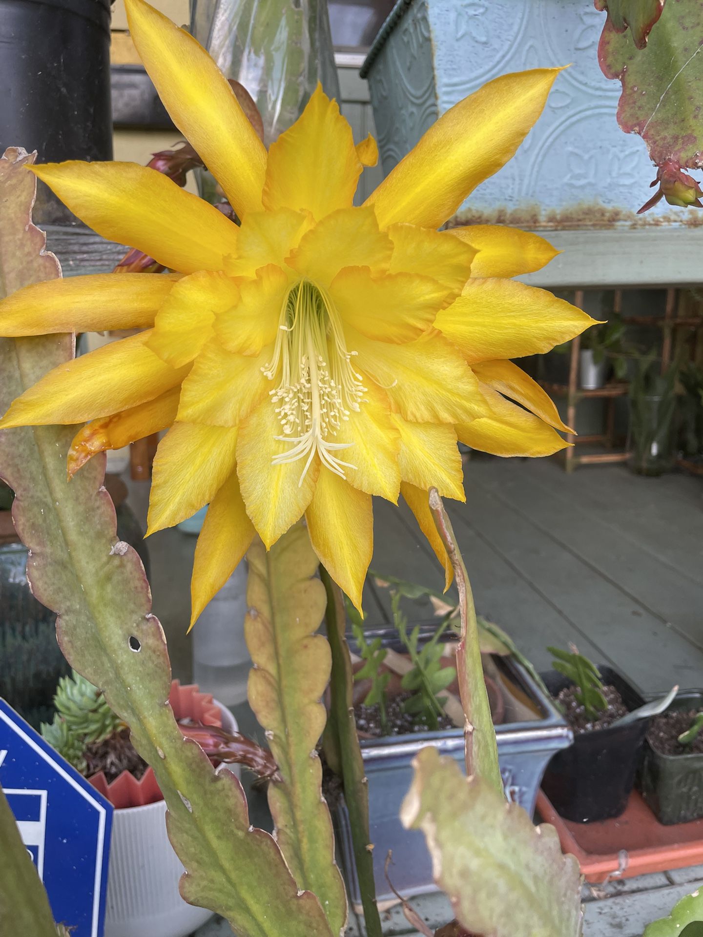 Yellow Orchid Cactus- Potted