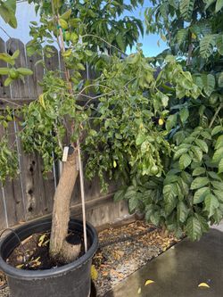 5in1 Jujubes Fruit Tree