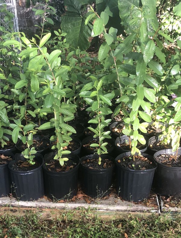 Organic pink guava trees for sale for Sale in Tampa, FL OfferUp